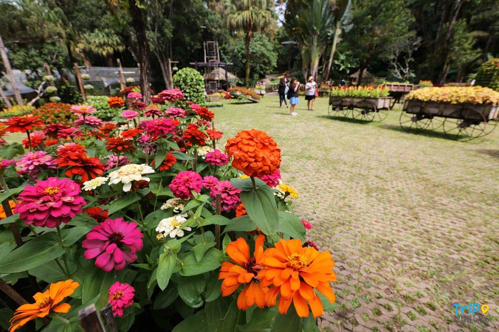 ชวนชื่นชมความงามของดอกไม้ในสวนเมืองไทย ปี 2019